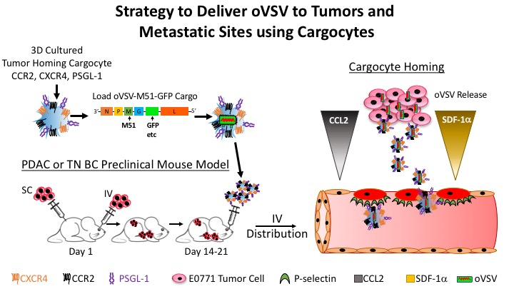 OV Tumor Delivery Schematic.jpg