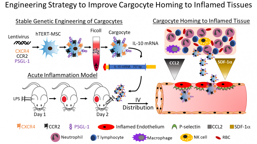 Schematic Cargocyte section project 1._0.png